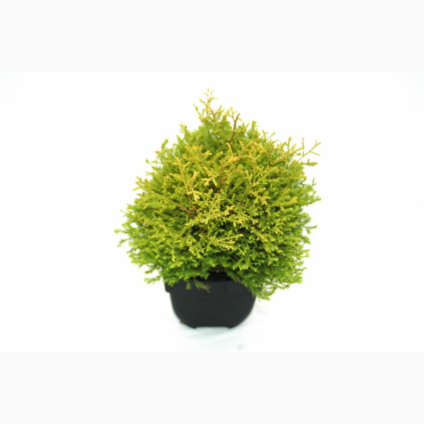 Thuja – Thuja occidentalis 'Rheingold' - C2